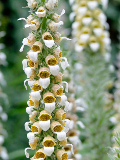 Wooly Foxglove